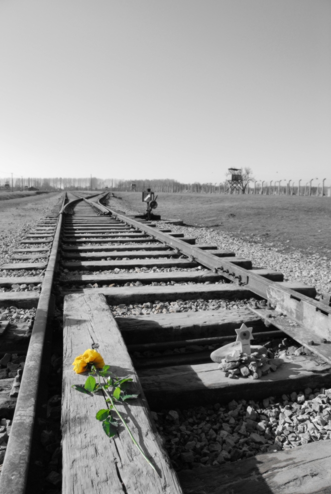 Yellow_rose_on_rail_tracks_in_Auschwitz_concentration_camp.jpg